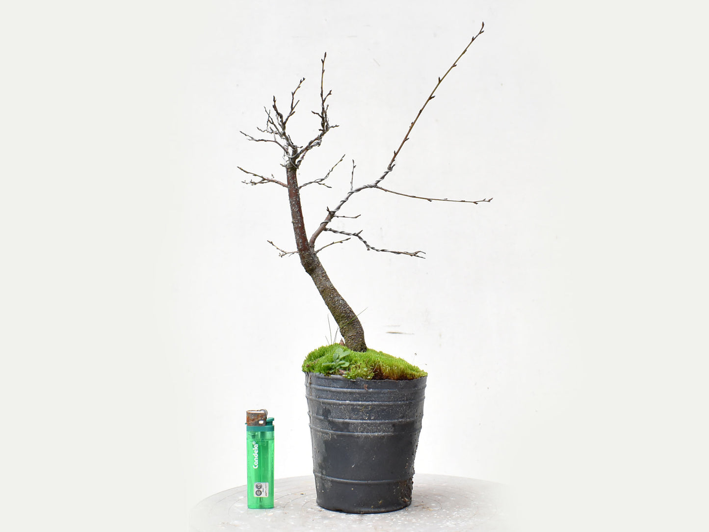ENDRINO (Prunus Spinosa)