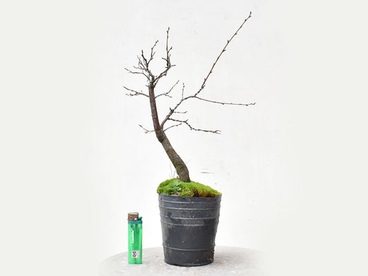 ENDRINO (Prunus Spinosa)