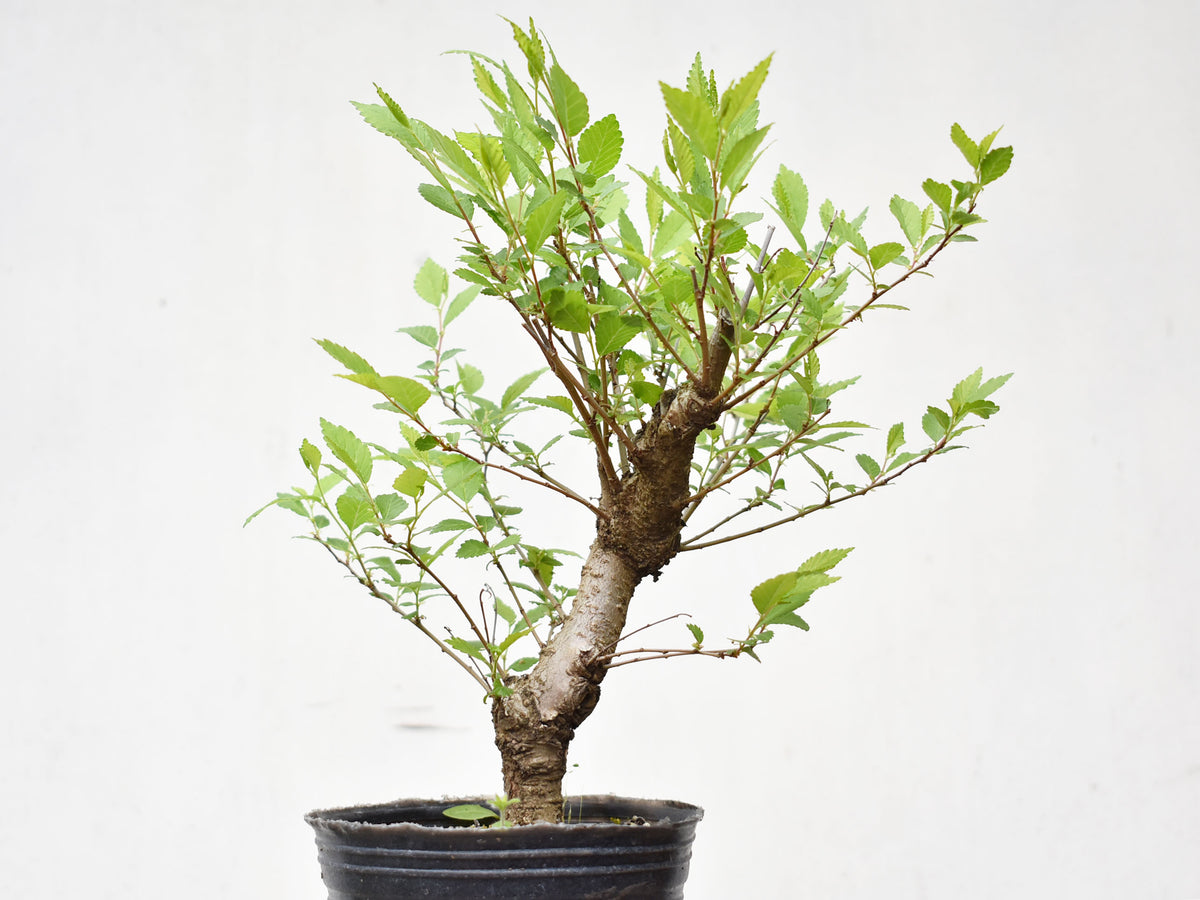 OLMO (Ulmus Minor)