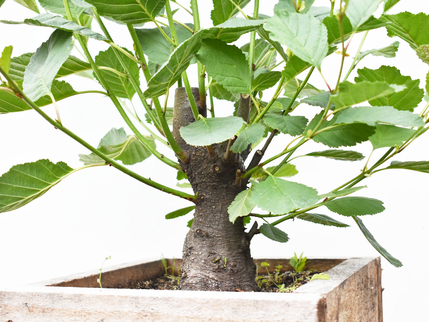 ALISO (Alnus Glutinosa)