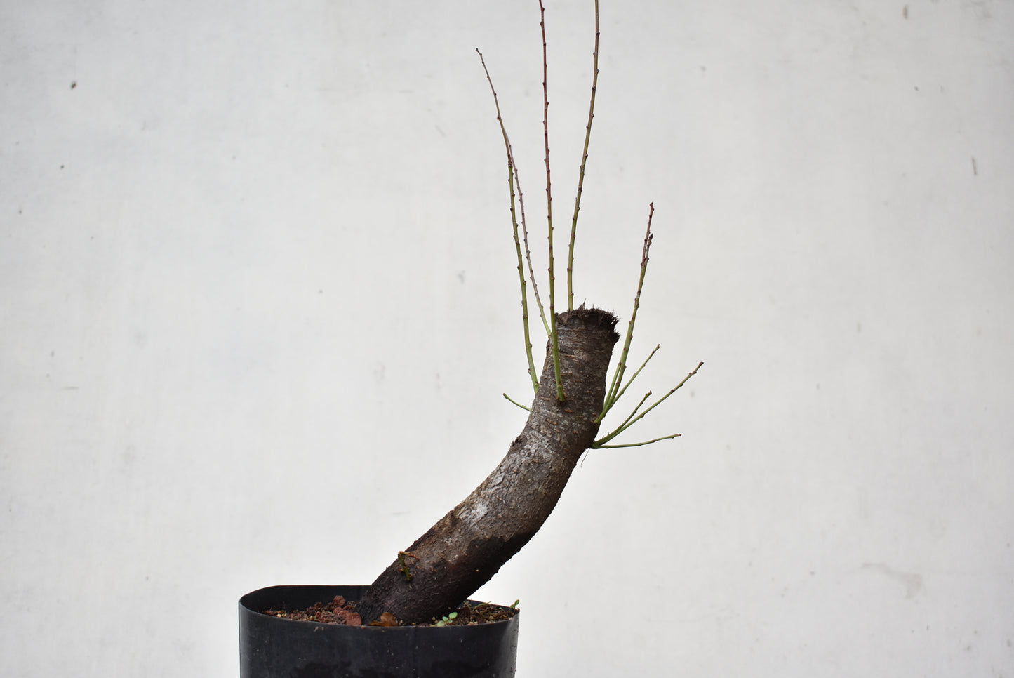 CIRUELO SILVESTRE (Prunus Cerasifera)