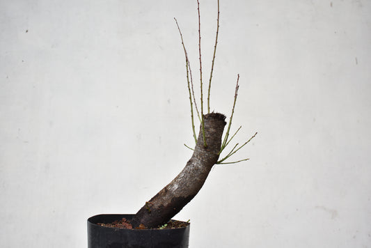 CIRUELO SILVESTRE (Prunus Cerasifera)