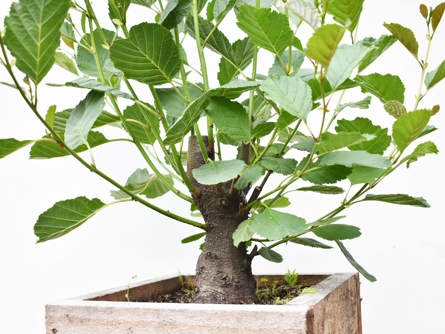 ALISO (Alnus Glutinosa)