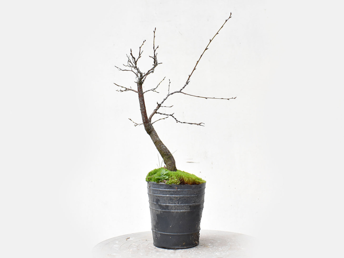ENDRINO (Prunus Spinosa)