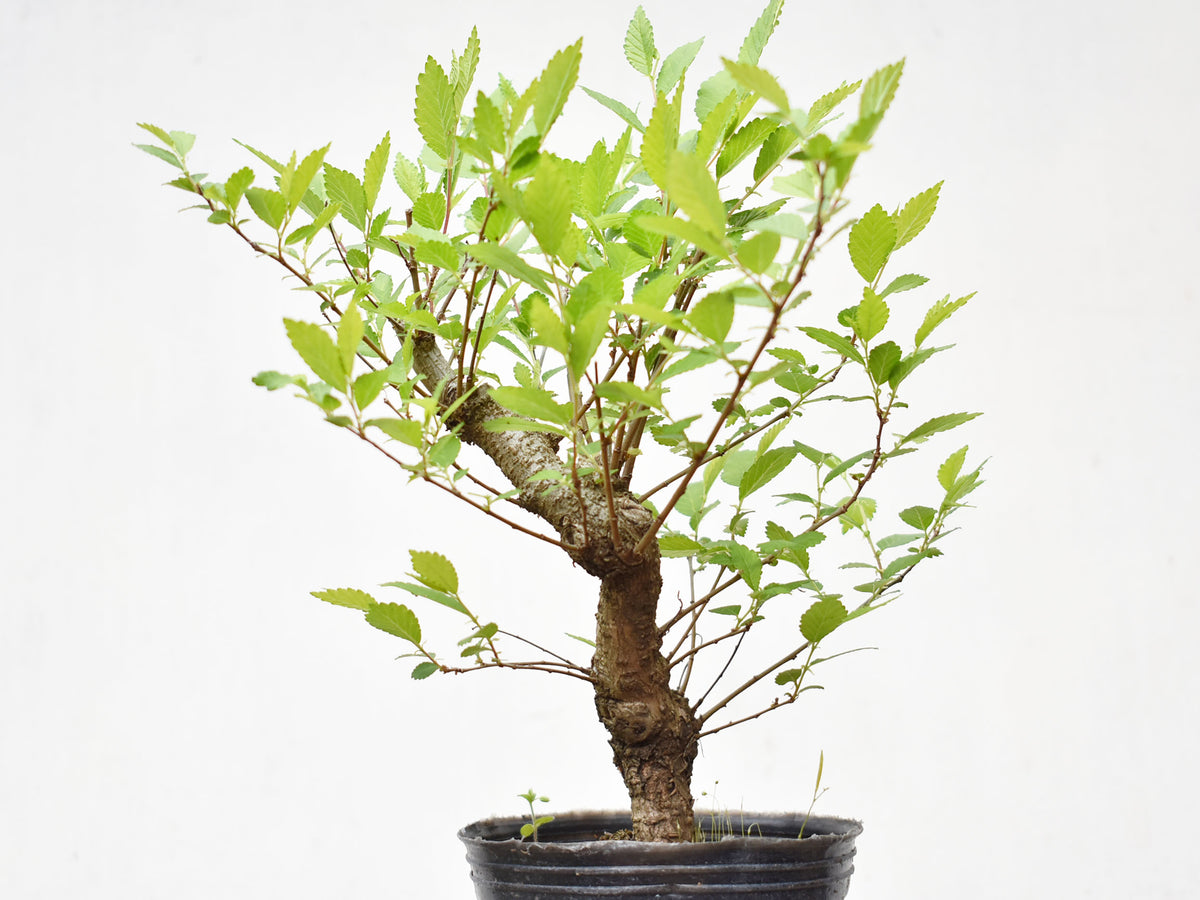 OLMO (Ulmus Minor)