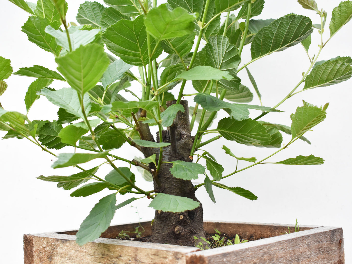 ALISO (Alnus Glutinosa)