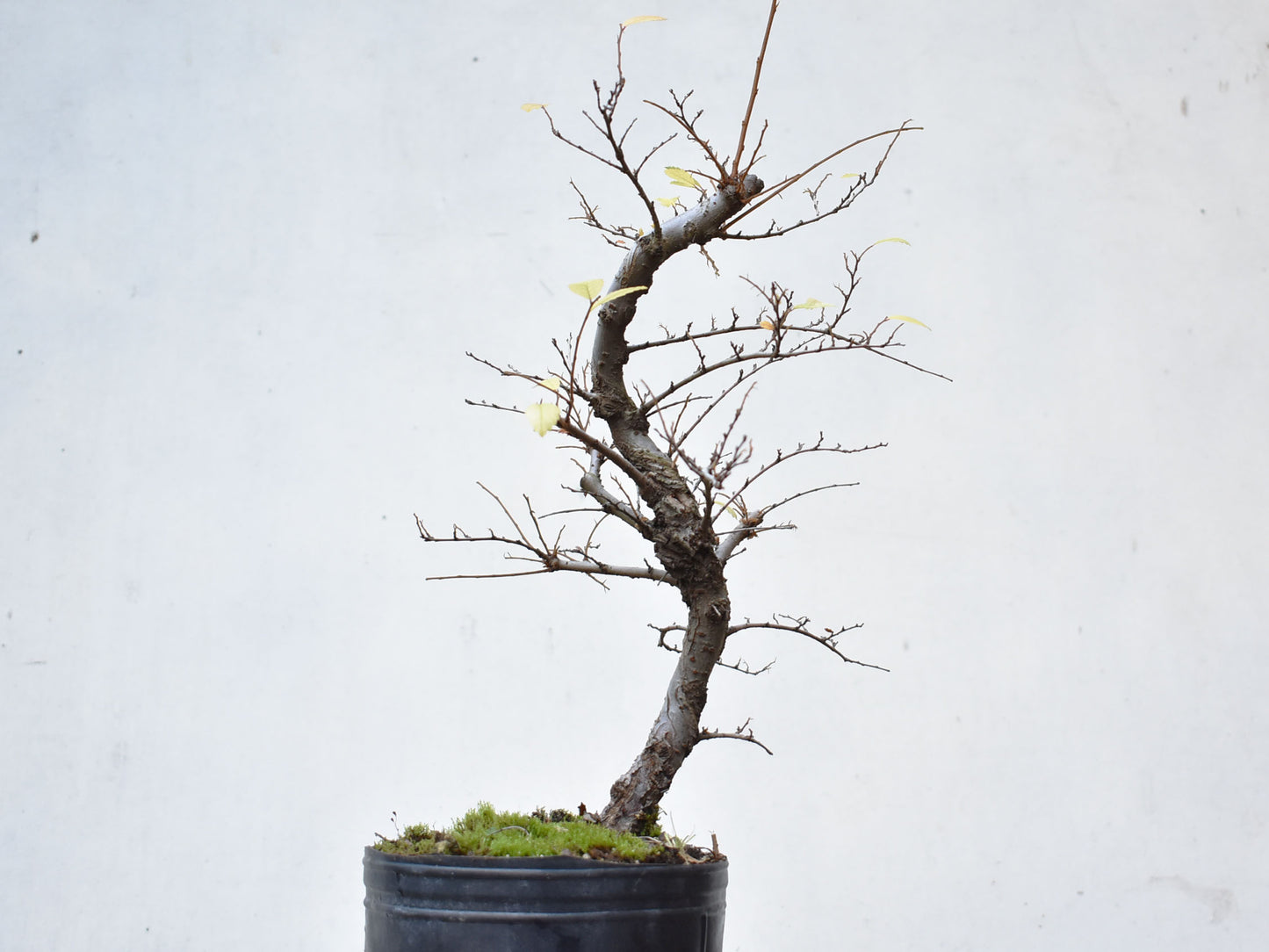 OLMO CHINO (Ulmus Parvifolia)
