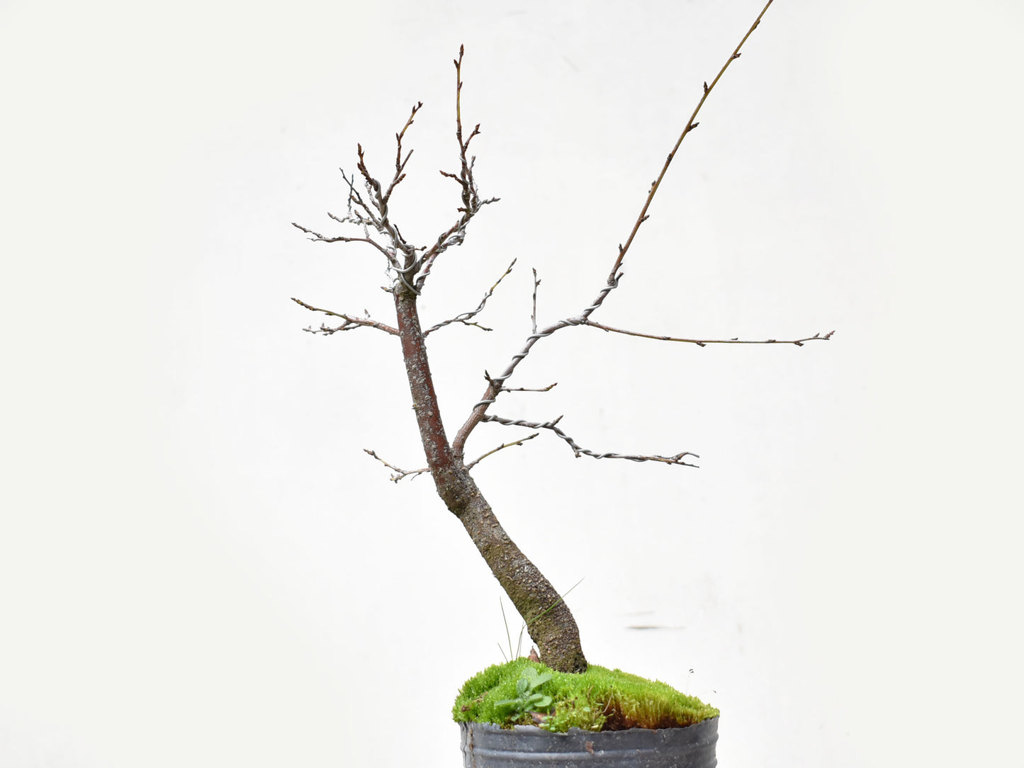 ENDRINO (Prunus Spinosa)