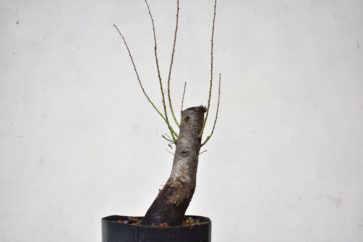 CIRUELO SILVESTRE (Prunus Cerasifera)