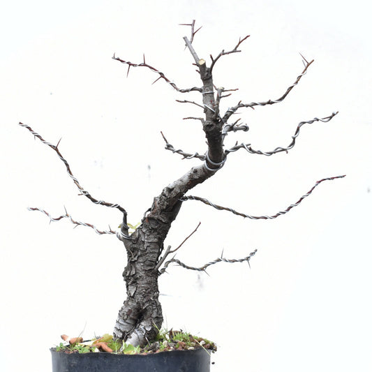CRATAEGUS (Crataegus Phaenophylum)
