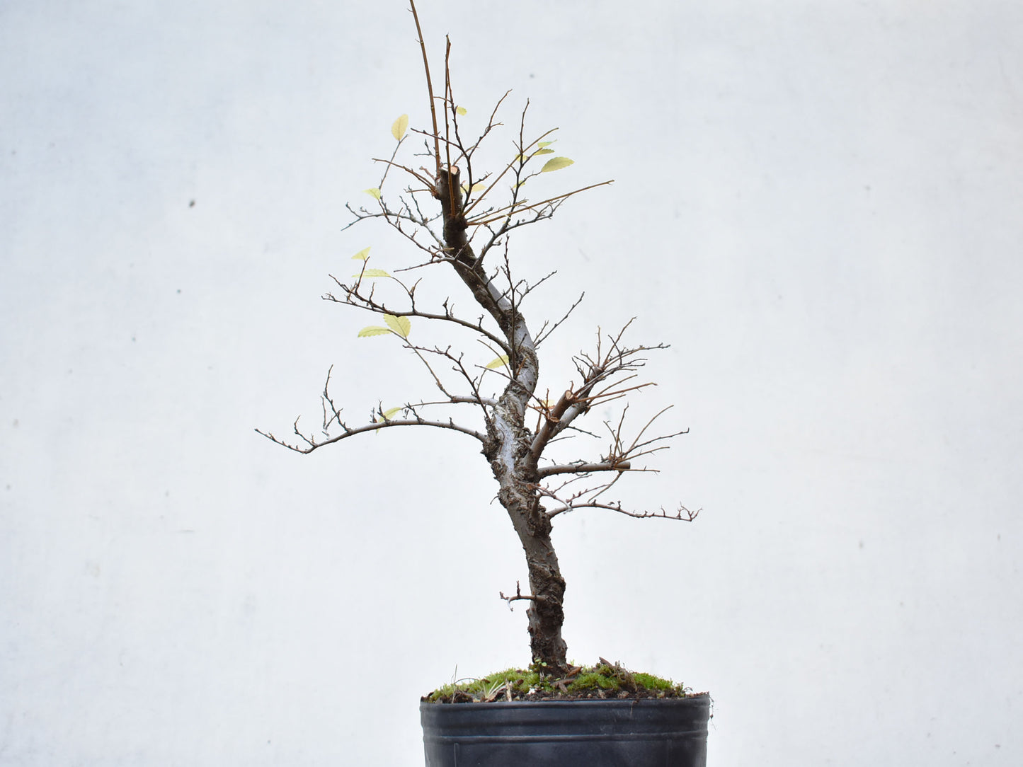 OLMO CHINO (Ulmus Parvifolia)