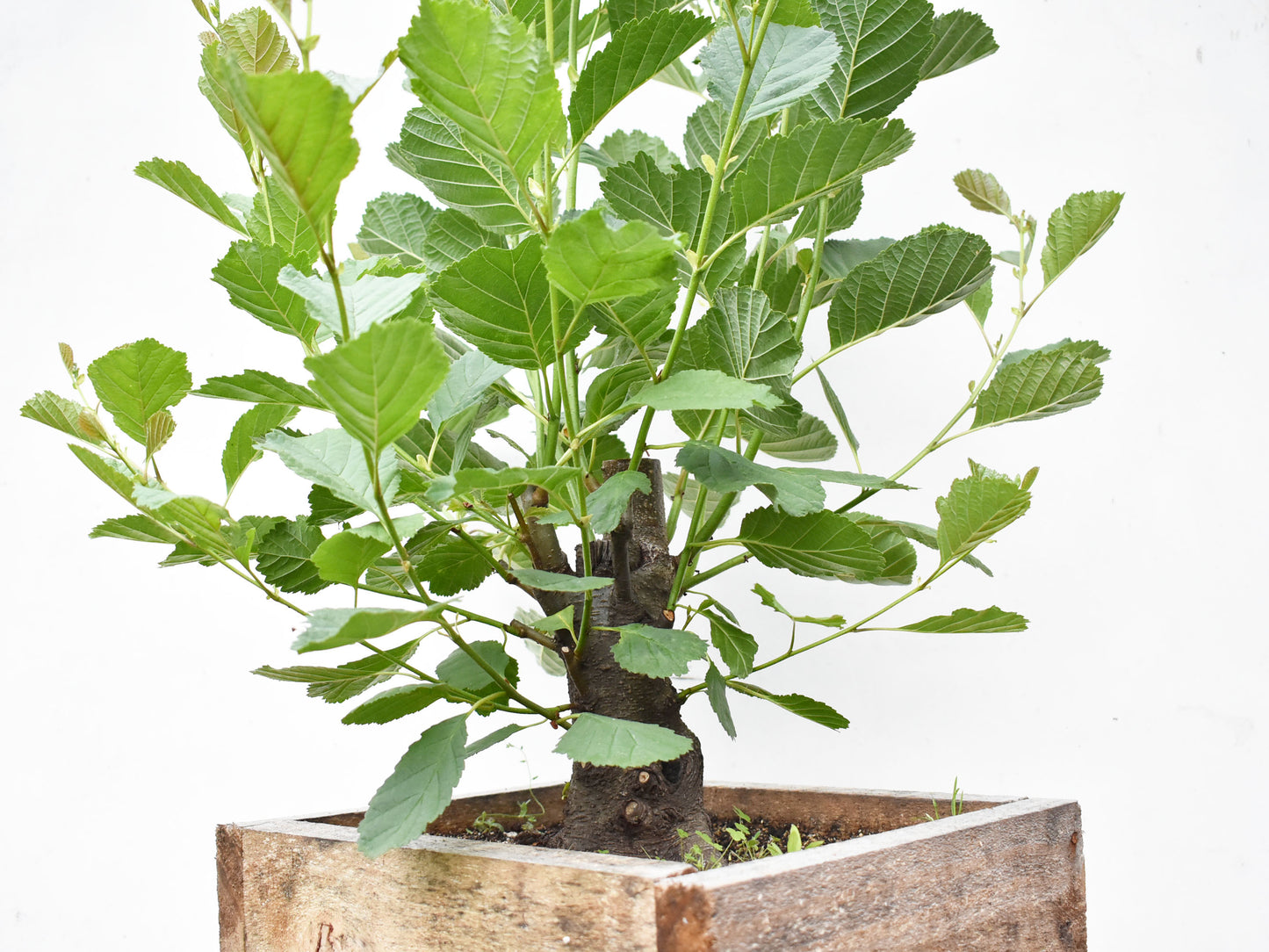 ALISO (Alnus Glutinosa)