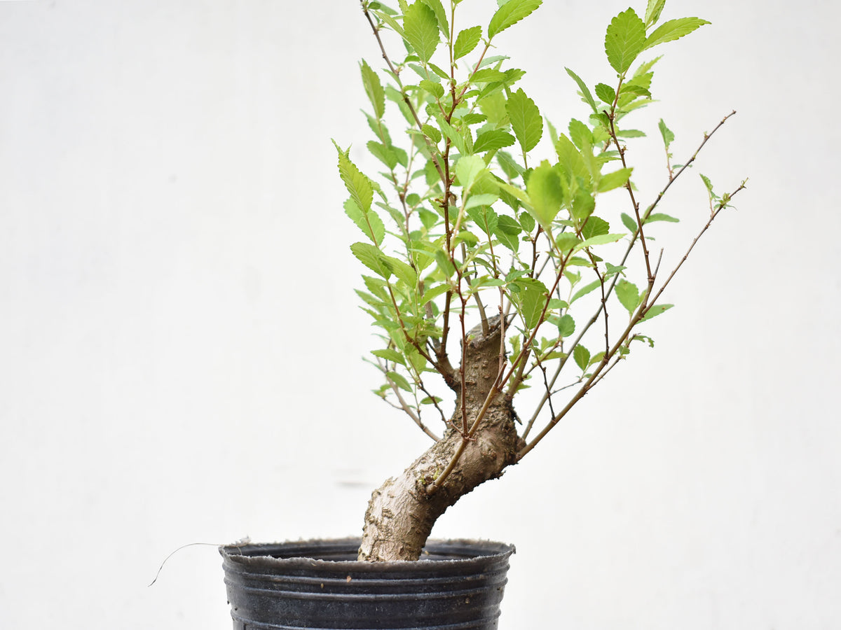 OLMO (Ulmus Minor)