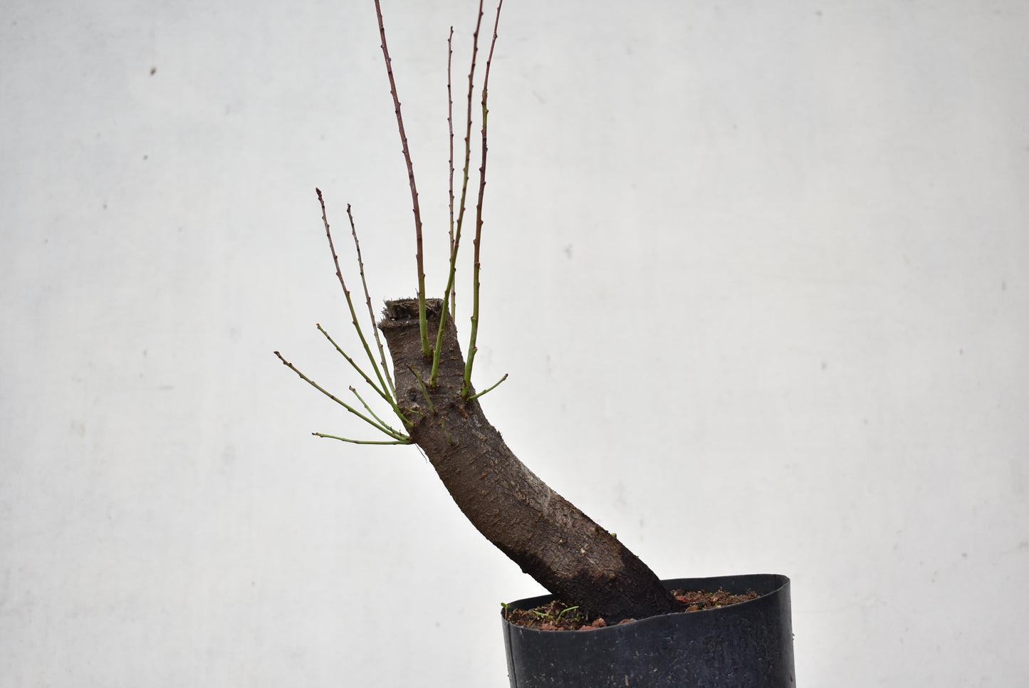 CIRUELO SILVESTRE (Prunus Cerasifera)