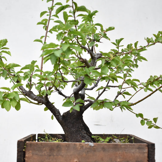 ENDRINO (Prunus Spinosa)