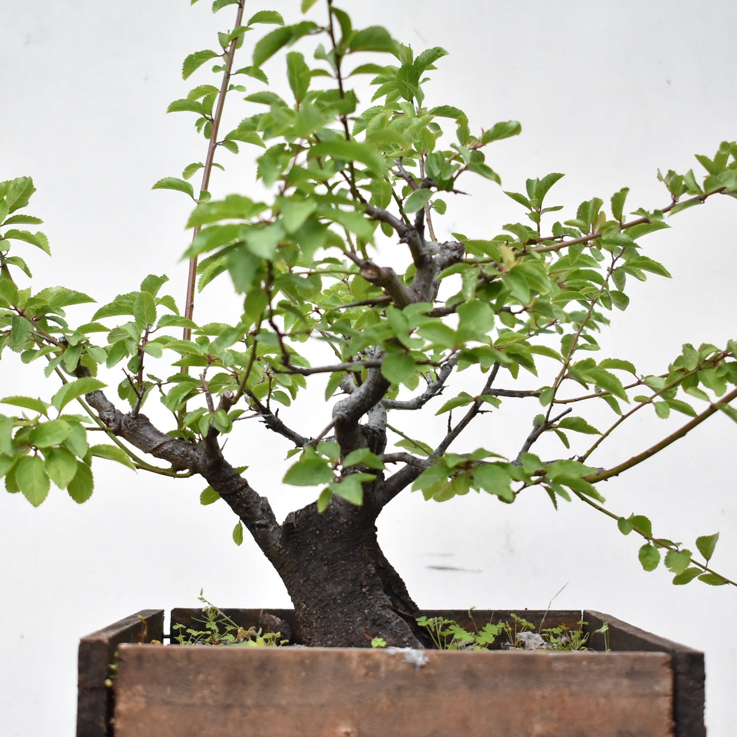 ENDRINO (Prunus Spinosa)