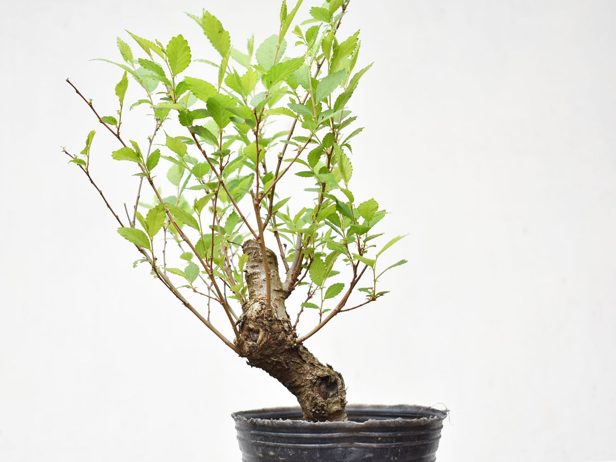OLMO (Ulmus Minor)