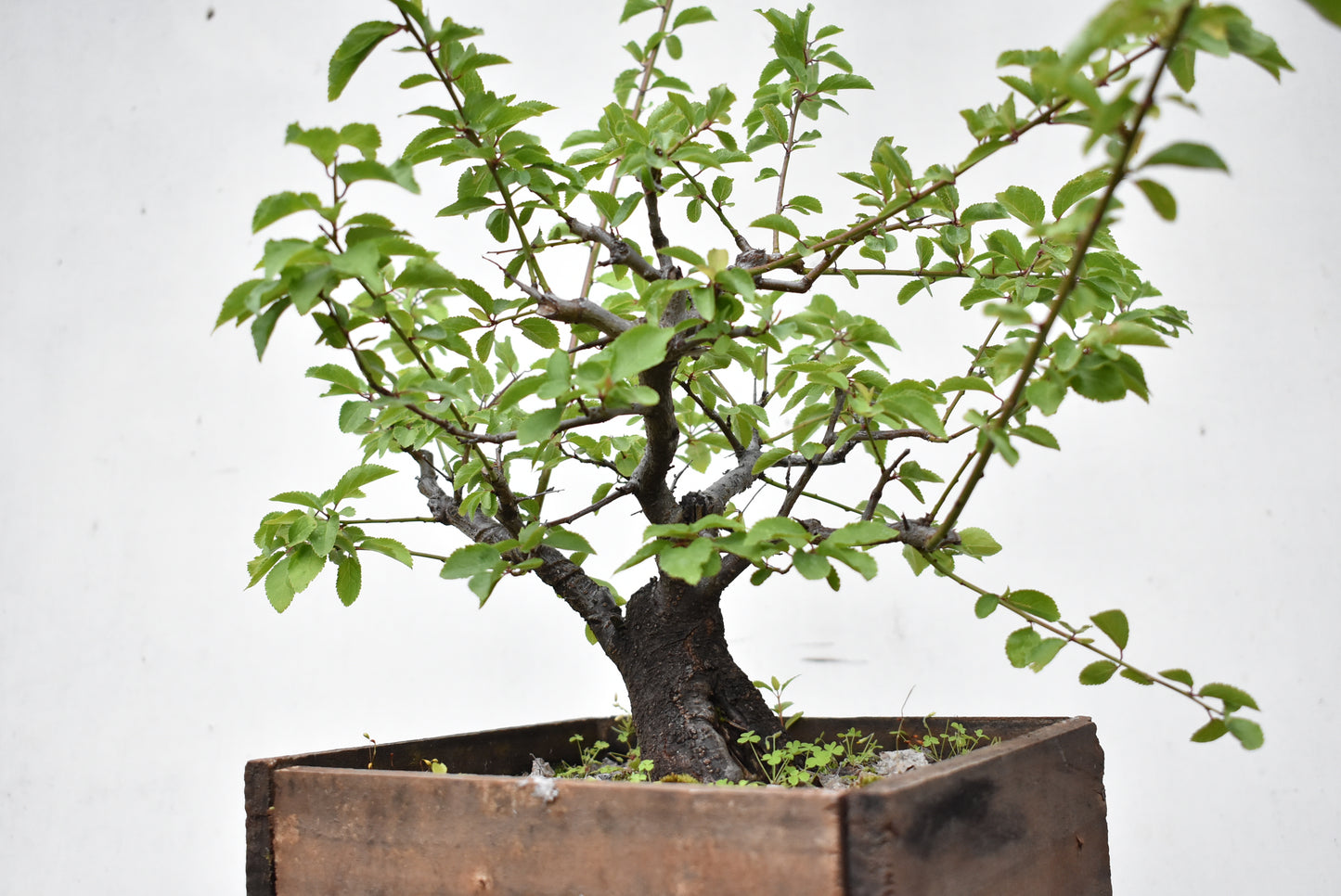 ENDRINO (Prunus Spinosa)