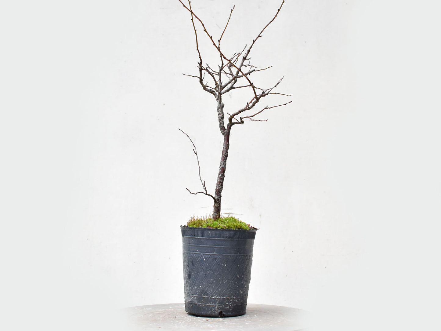 ENDRINO (Prunus Spinosa)