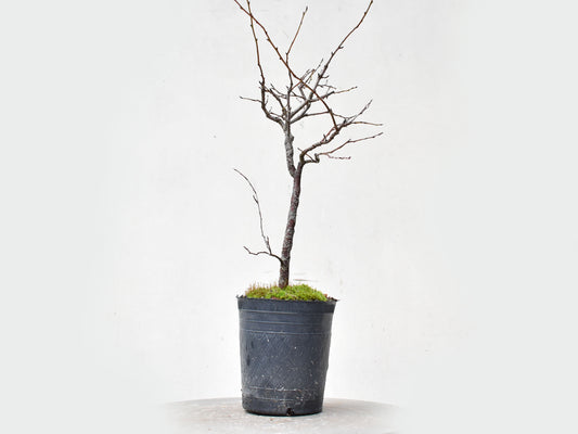 ENDRINO (Prunus Spinosa)