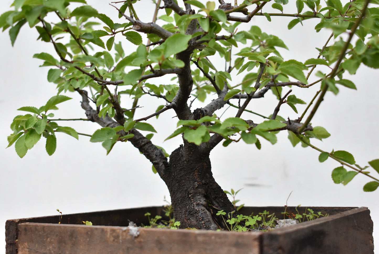 ENDRINO (Prunus Spinosa)