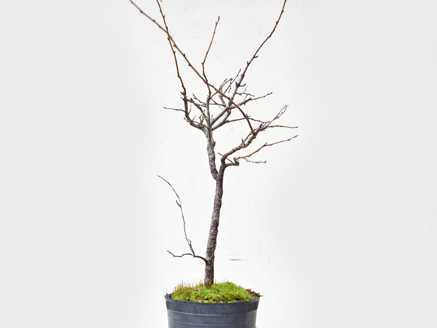 ENDRINO (Prunus Spinosa)