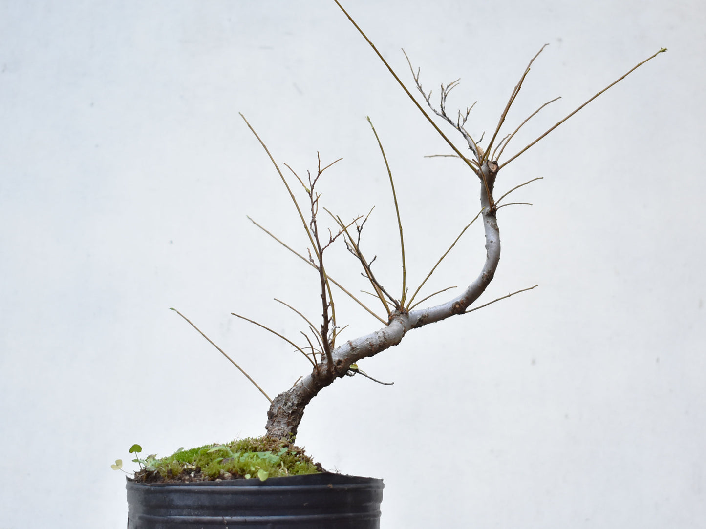 OLMO CHINO (Ulmus Parvifolia)