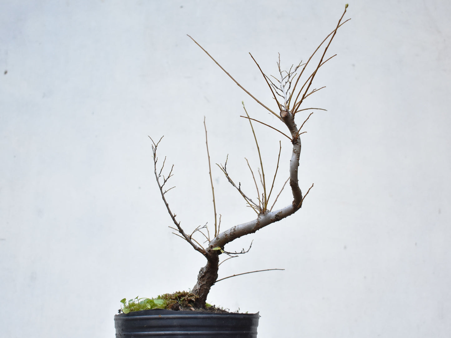 OLMO CHINO (Ulmus Parvifolia)