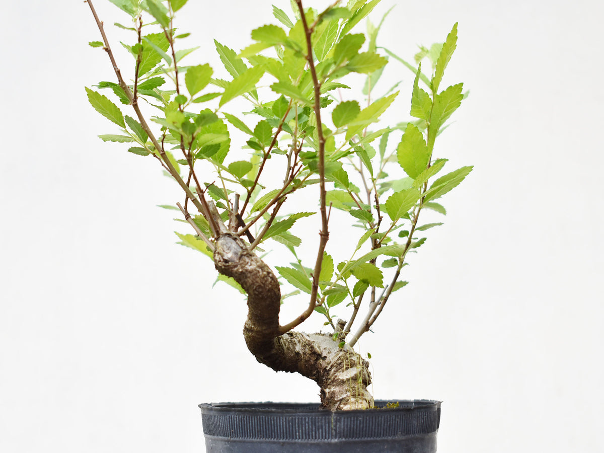 OLMO (Ulmus Minor)