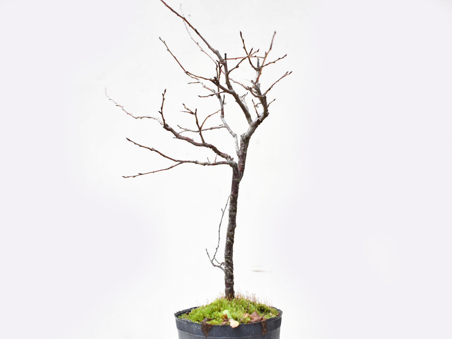 ENDRINO (Prunus Spinosa)