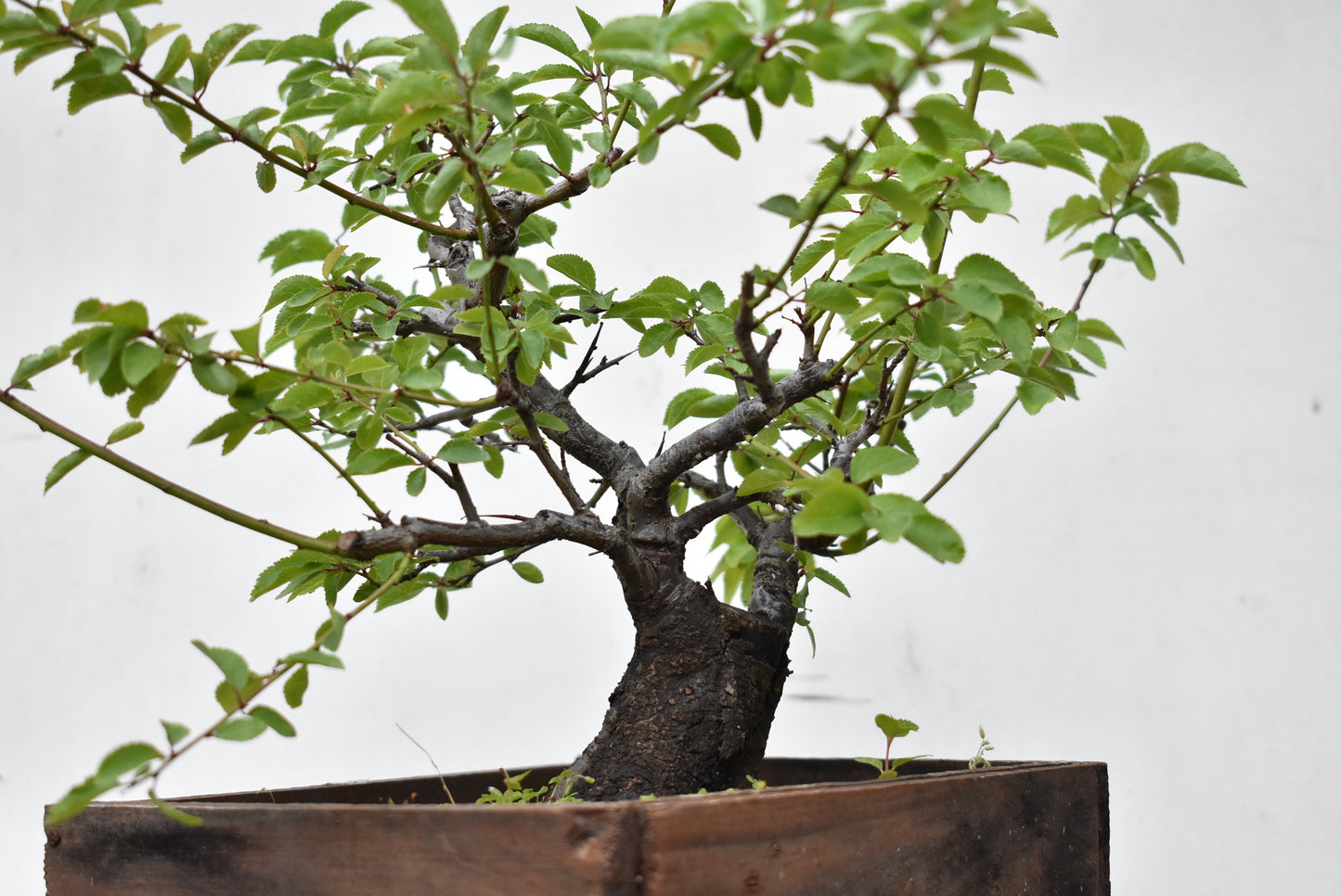 ENDRINO (Prunus Spinosa)