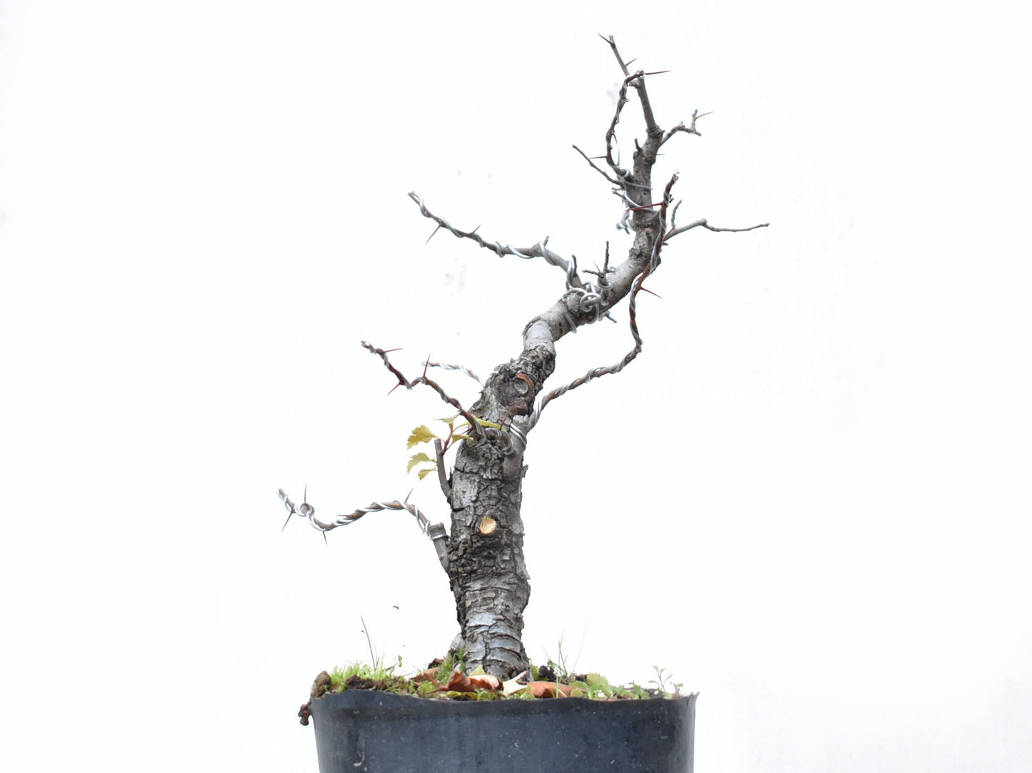 CRATAEGUS (Crataegus Phaenophylum)
