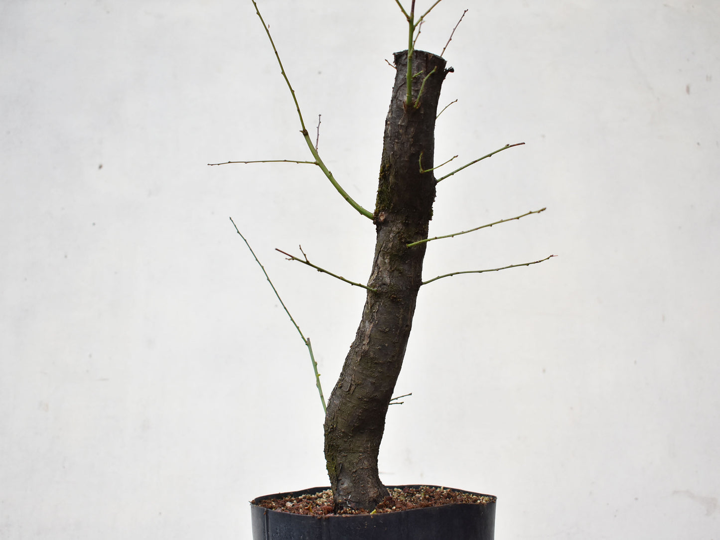 CIRUELO SILVESTRE (Prunus Cerasifera)