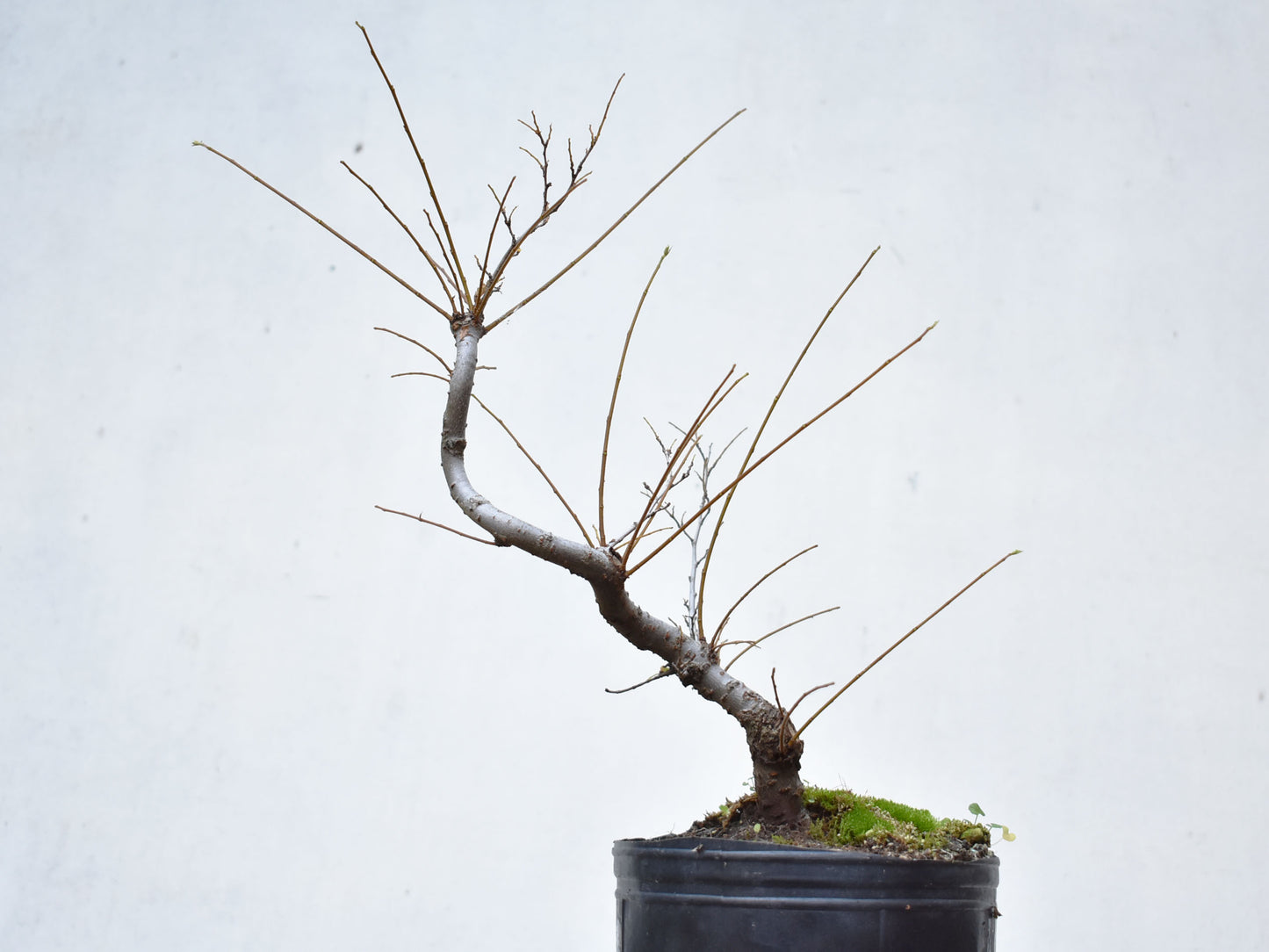 OLMO CHINO (Ulmus Parvifolia)