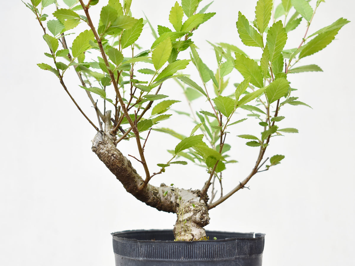OLMO (Ulmus Minor)