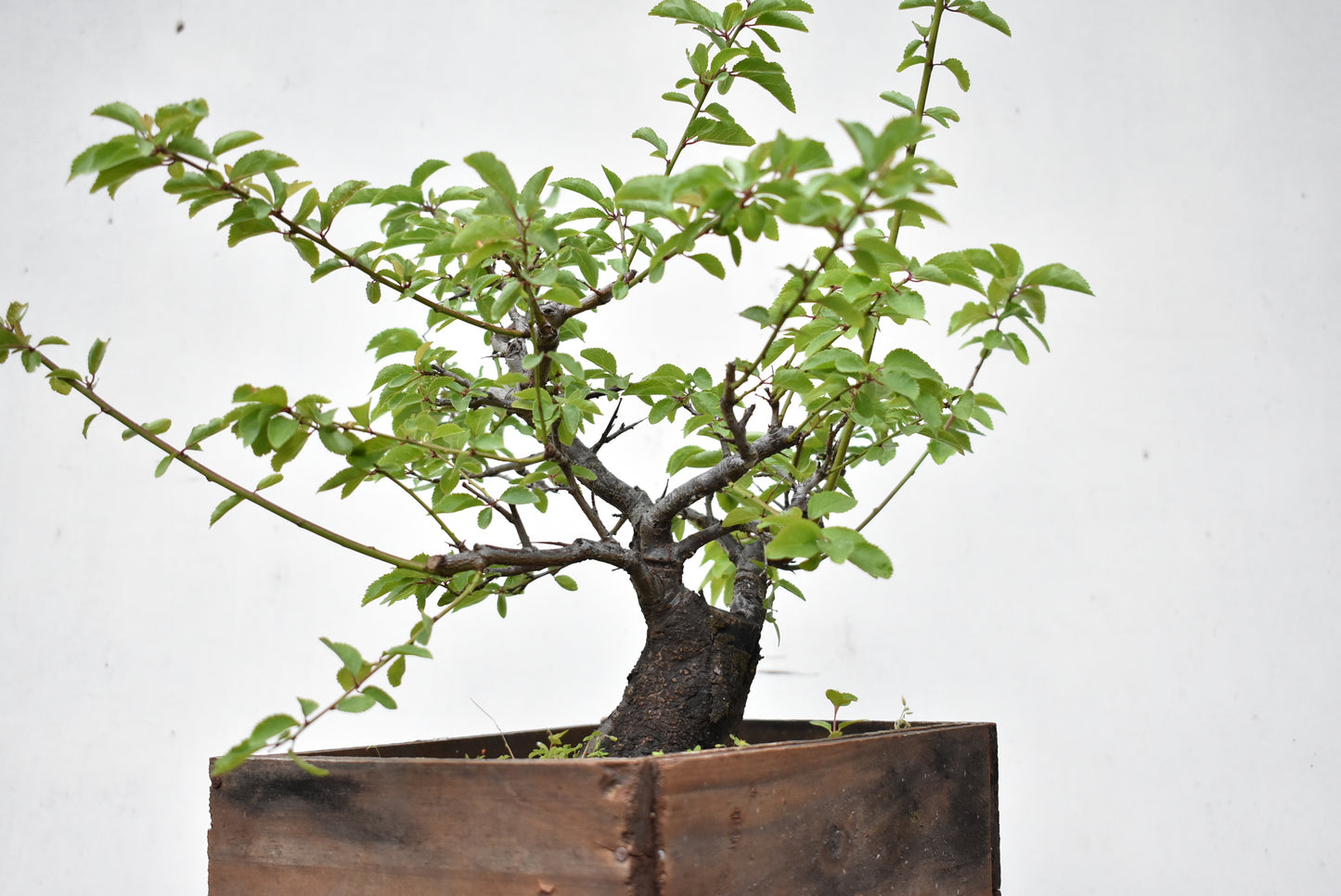 ENDRINO (Prunus Spinosa)