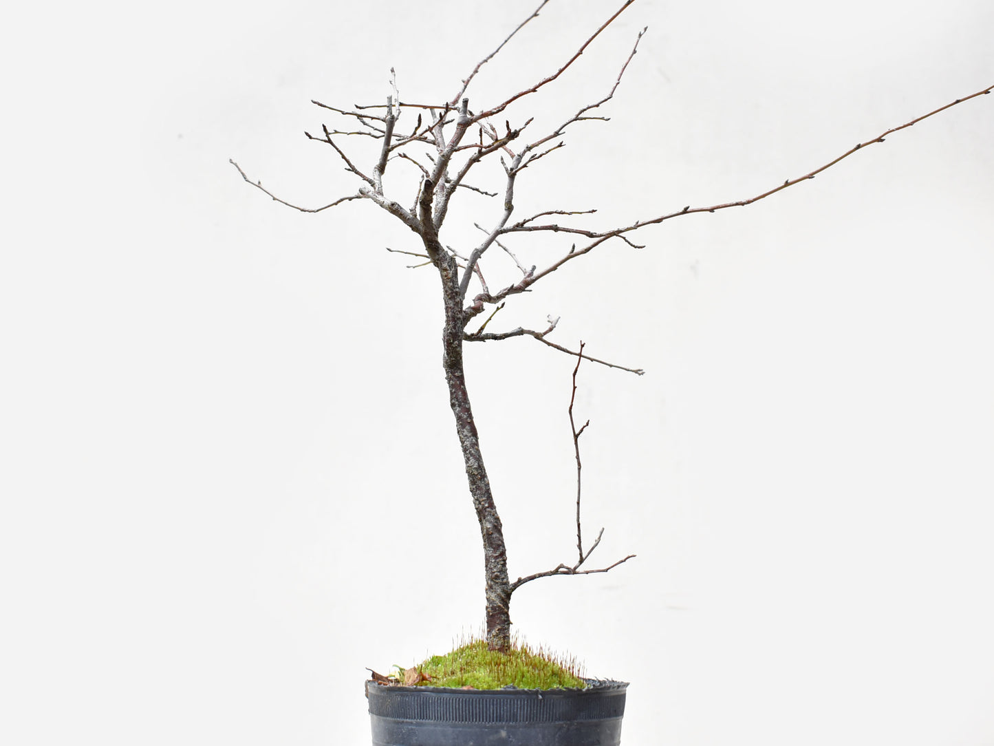 ENDRINO (Prunus Spinosa)