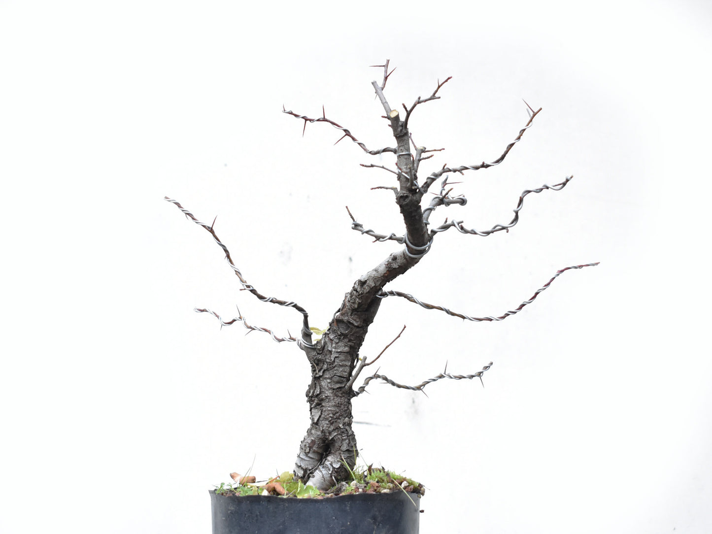 CRATAEGUS (Crataegus Phaenophylum)
