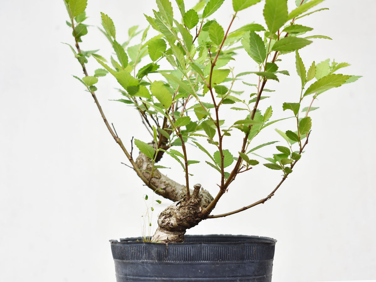 OLMO (Ulmus Minor)