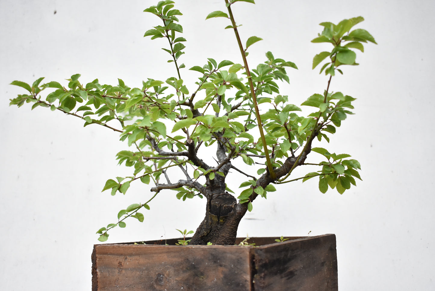 ENDRINO (Prunus Spinosa)