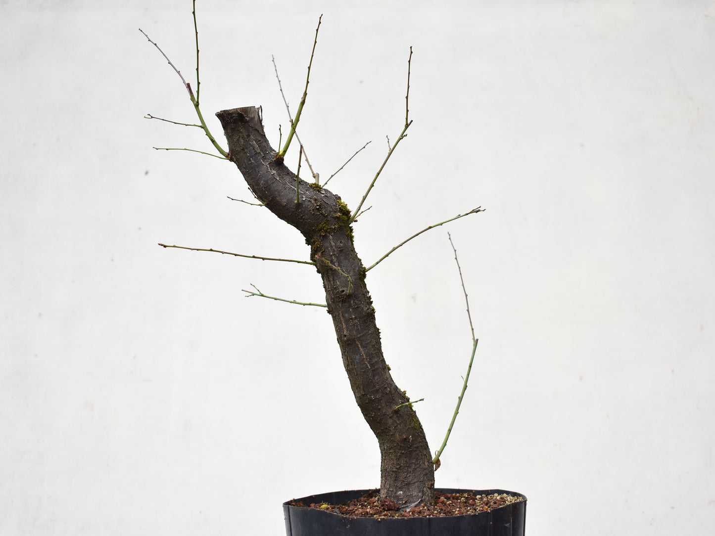 CIRUELO SILVESTRE (Prunus Cerasifera)