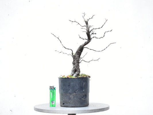 CRATAEGUS (Crataegus Phaenophylum)