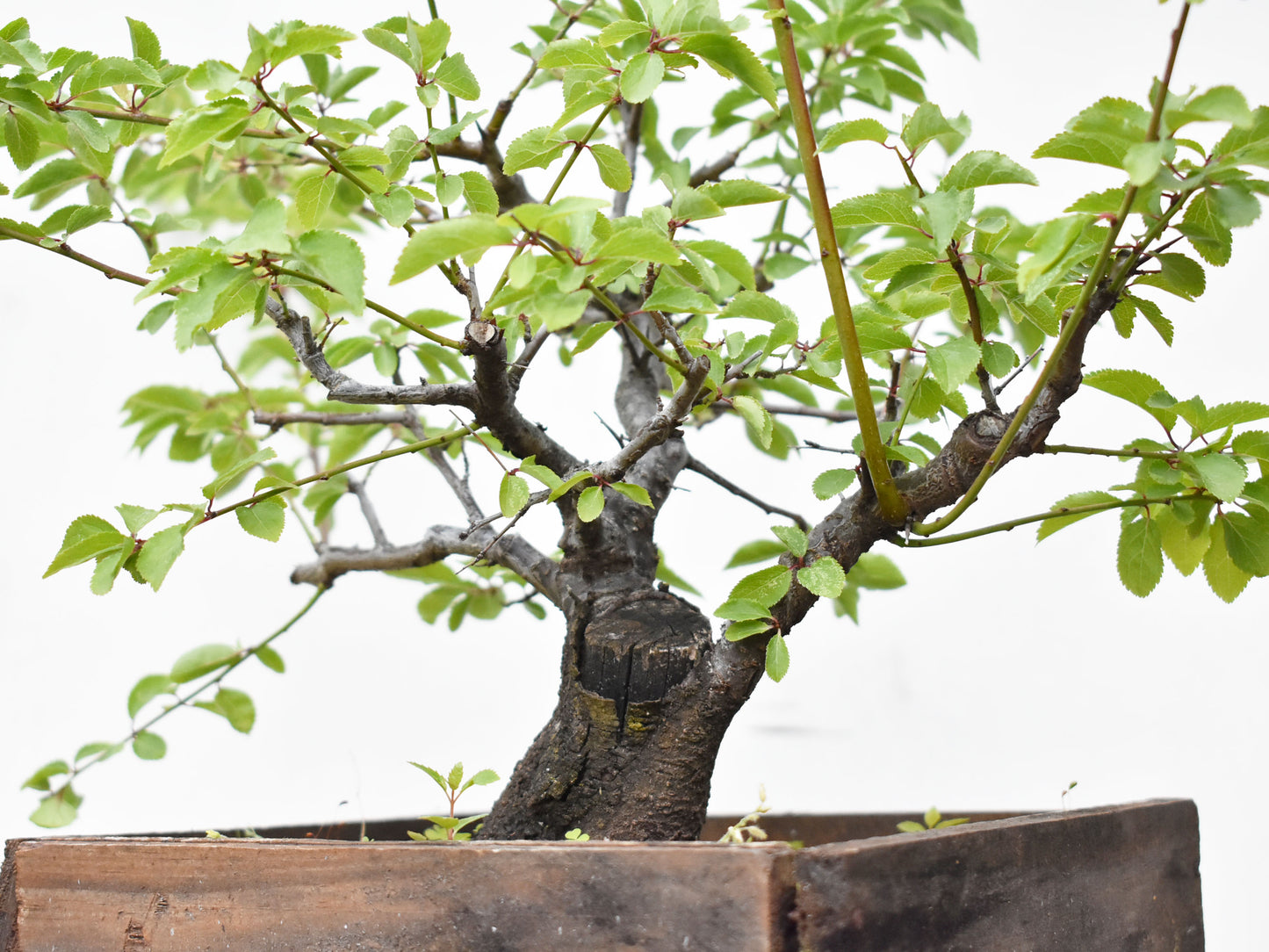 ENDRINO (Prunus Spinosa)