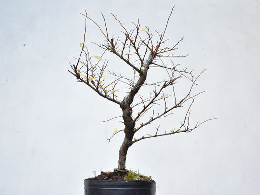 OLMO CHINO (Ulmus Parvifolia)
