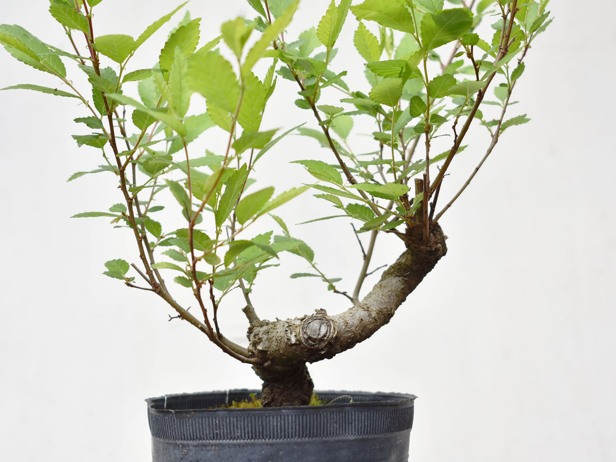 OLMO (Ulmus Minor)