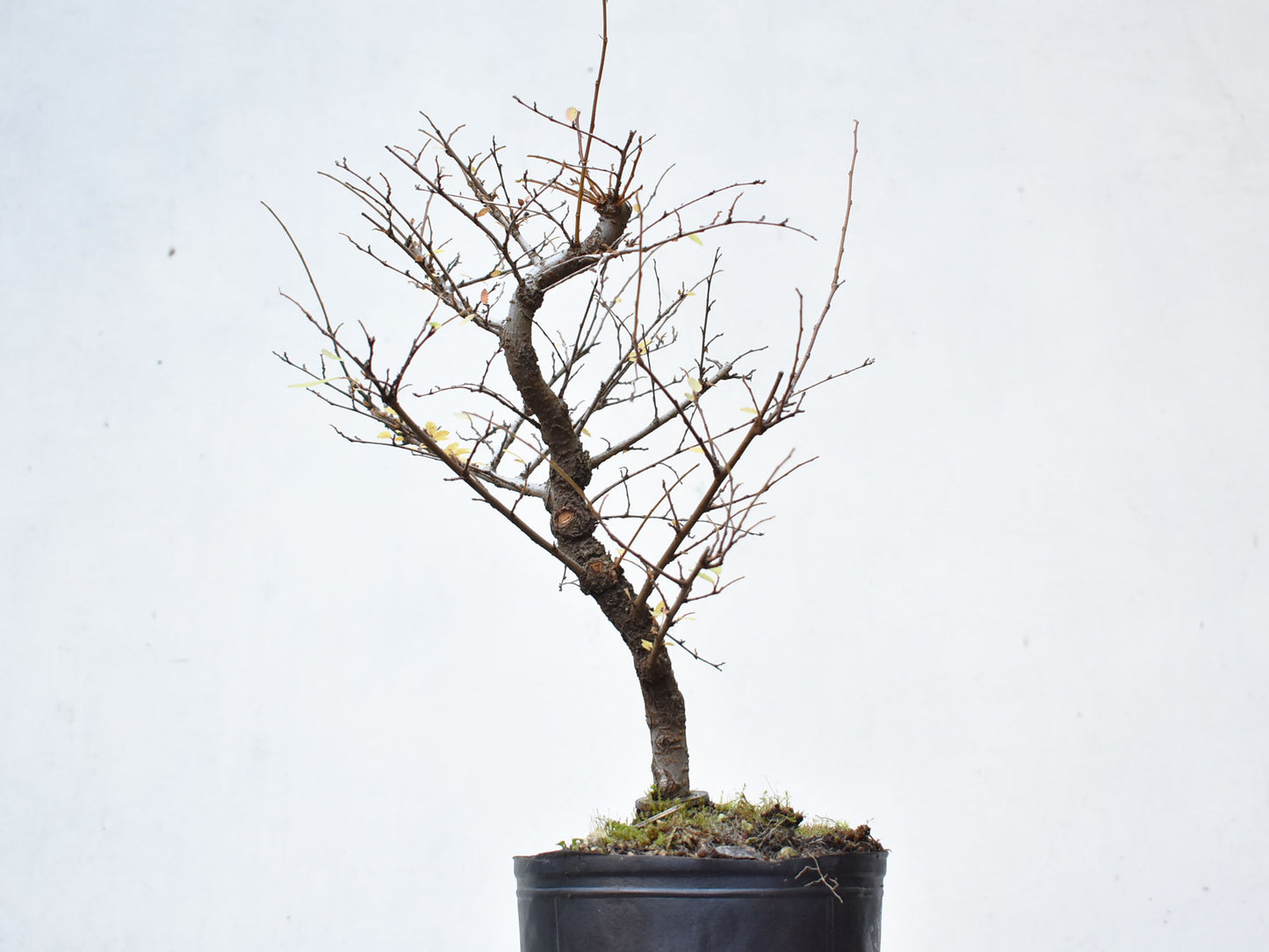 OLMO CHINO (Ulmus Parvifolia)