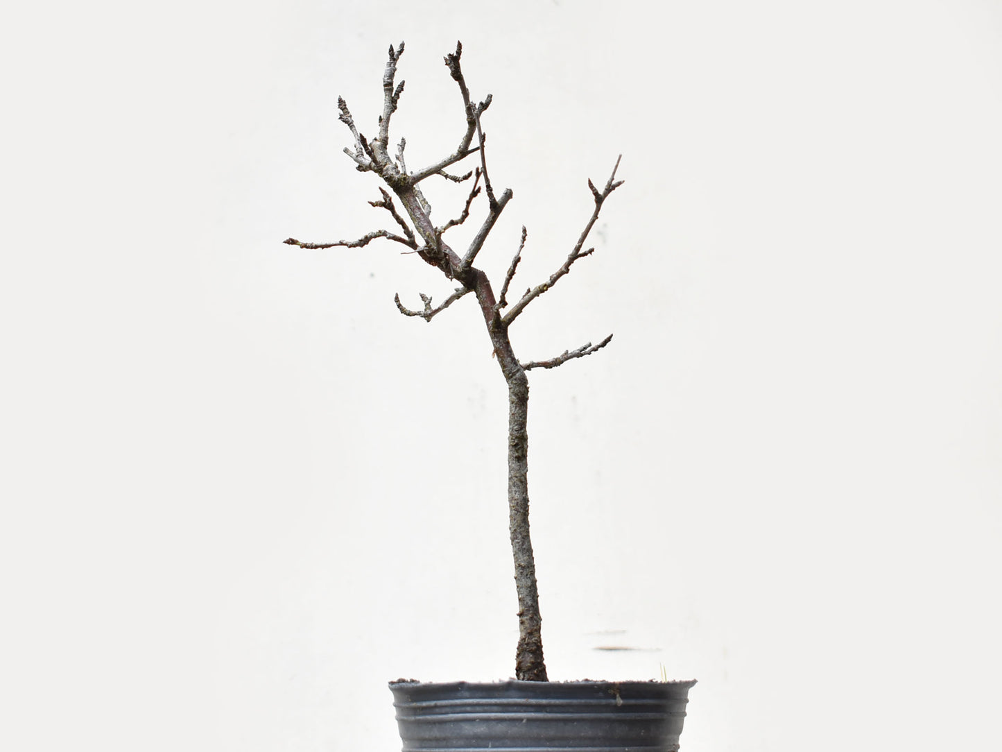 ENDRINO (Prunus Spinosa)