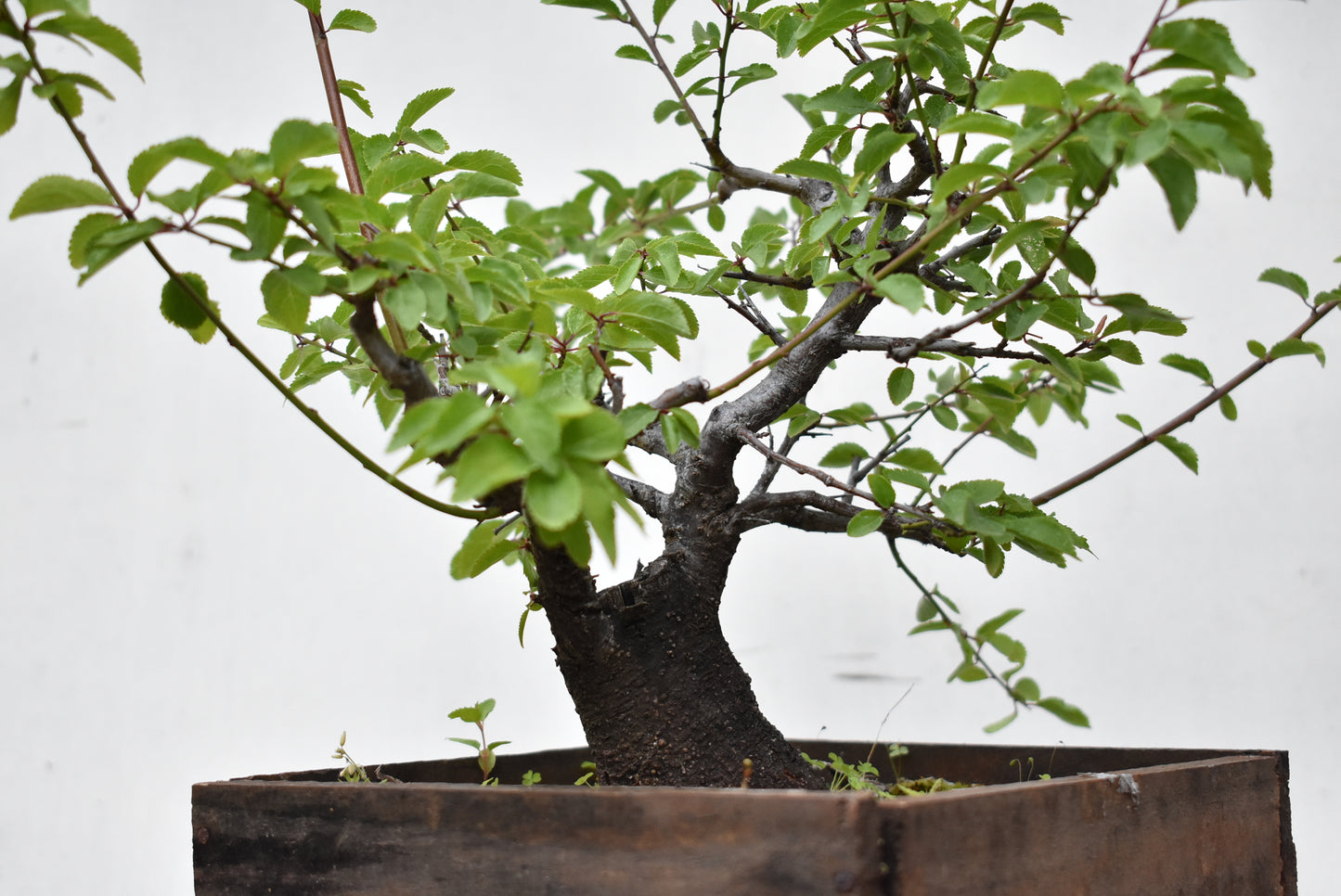 ENDRINO (Prunus Spinosa)