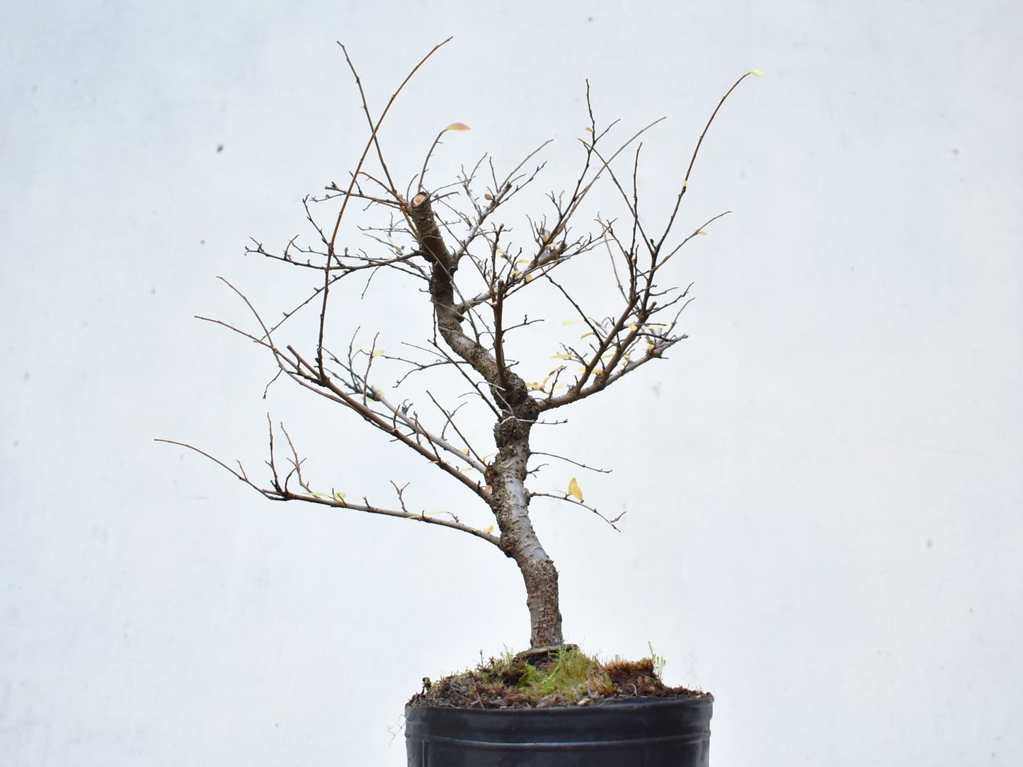 OLMO CHINO (Ulmus Parvifolia)