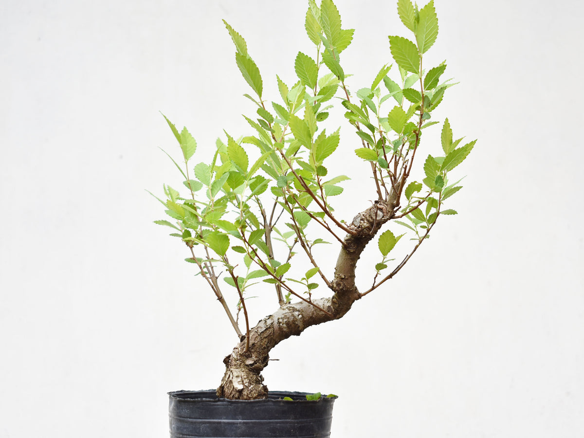 OLMO (Ulmus Minor)